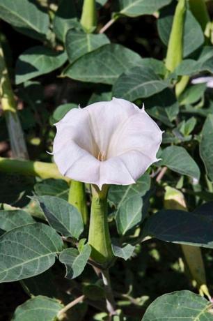 Floare, cartof dulce sălbatic, Datura, Datura inoxia, Plantă, Planta cu flori, Familia Morning Glory, Solanales, Morning Glory, Frunze, 