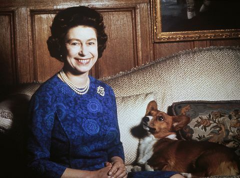 regina elizabeth a II-a cu un corgi, fotografie din 1970 de keystionehulton archivegetty images