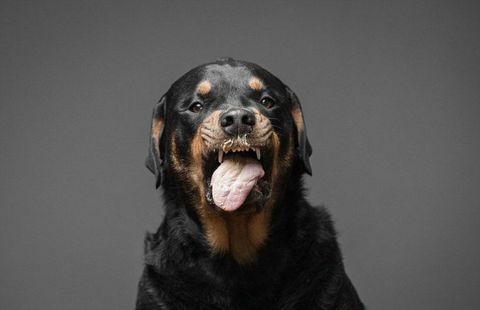 Câine Rottweiler