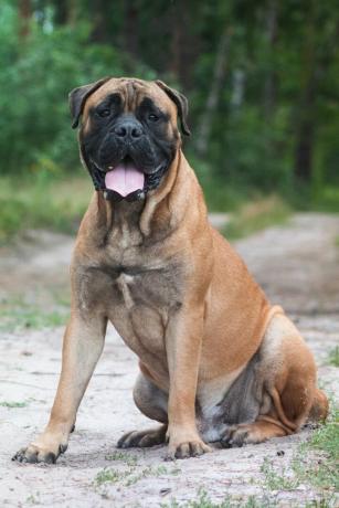 bullmastiff - cei mai buni câini de pază