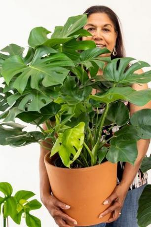 Monstera deliciosa, oală de 12 inci