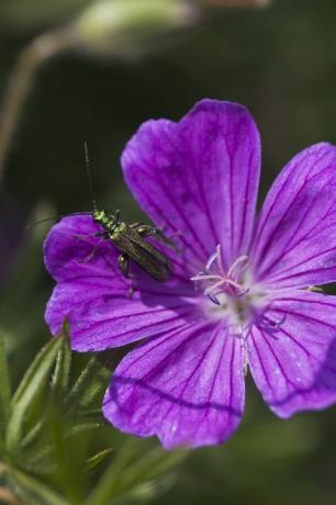 gândac de flori cu picioare groase oedemera nobilis mascul pe geranium sanguineum