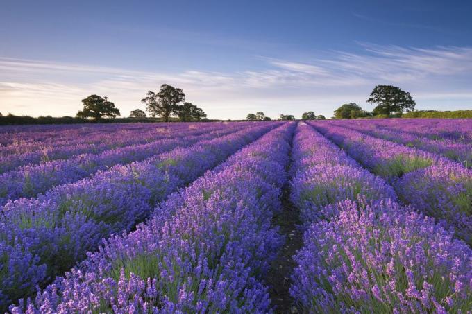 Albastru, Planta, Violet, Lavandă, Copac, Câmp, Agricultură, Violet, Fermă, Lavandă, 