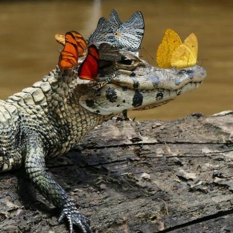 Acest minuscul aligator poartă un filtru Snapchat IRL