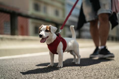 Câine care se plimbă în oraș