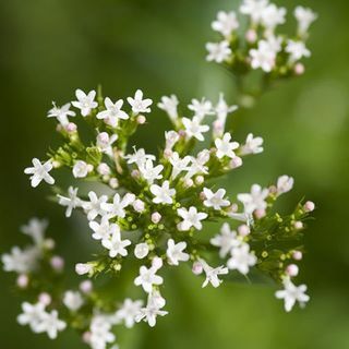 planta de anxietate valeriana