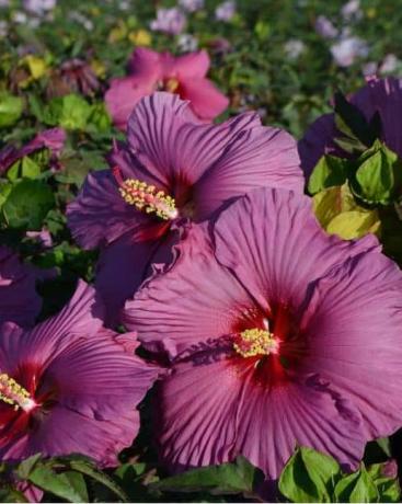 „Plum Flambe” Hardy Hibiscus 