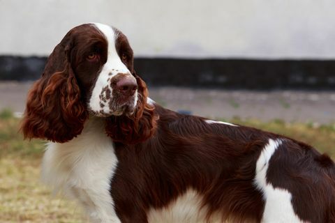 Springer englez Spaniel