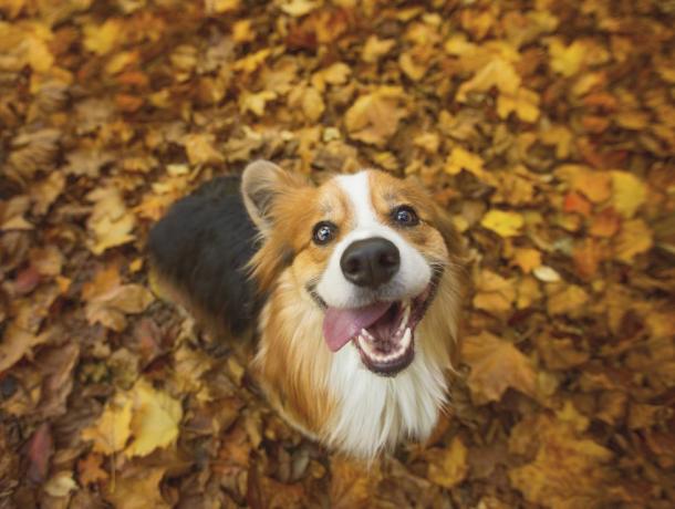 câine foarte fericit cu părul lung și pufos, pembroke welsh corgi, așezat în niște frunze vibrante de toamnă, cu limba atârnând pe partea laterală a gurii într-un rânjet prostesc